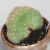 Echinopsis Entretien Culture Et Conseils Cactus Cactus Encyclo