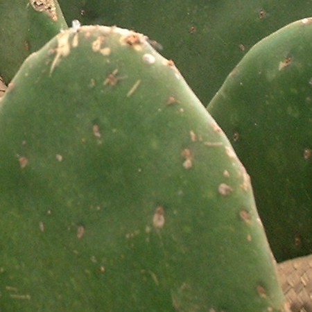 La Cochenille du cactus multiplie ses foyers : Cet insecte qui